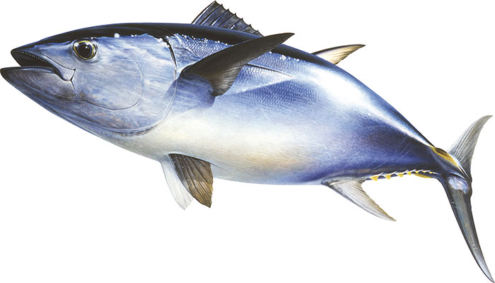 Ăn cá ngừ bao lâu nay, nhưng liệu bạn đã biết hết về chúng chưa?