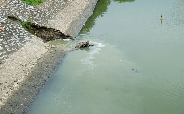 Ảnh cận cảnh dòng nước xanh ngắt hiếm thấy tại sông Tô Lịch, cá bơi 'nhộn nhịp' hàng đàn