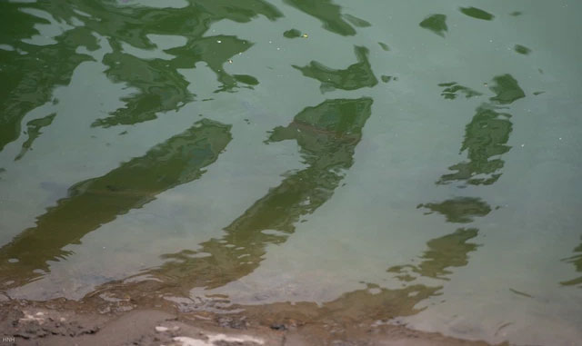 Ảnh cận cảnh dòng nước xanh ngắt hiếm thấy tại sông Tô Lịch, cá bơi 'nhộn nhịp' hàng đàn