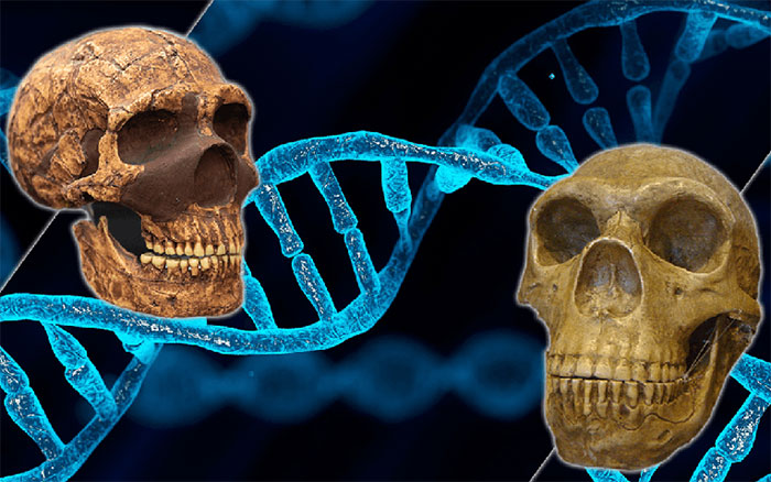 Ảnh hưởng của gene người Neanderthal và Denisovan đối với người hiện đại ngày nay