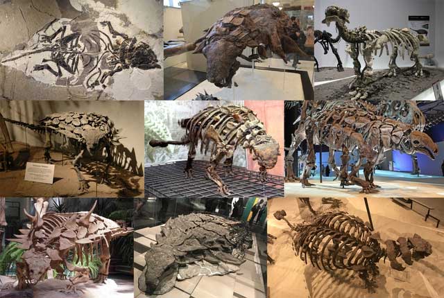 Áo giáp của khủng long Ankylosaur có thể chịu được tác động của một vụ tai nạn xe hơi tốc độ cao không?