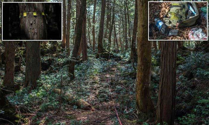 Aokigahara: Khu rừng bí ẩn ở Nhật Bản