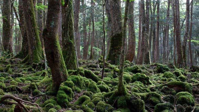 Aokigahara: Khu rừng bí ẩn ở Nhật Bản