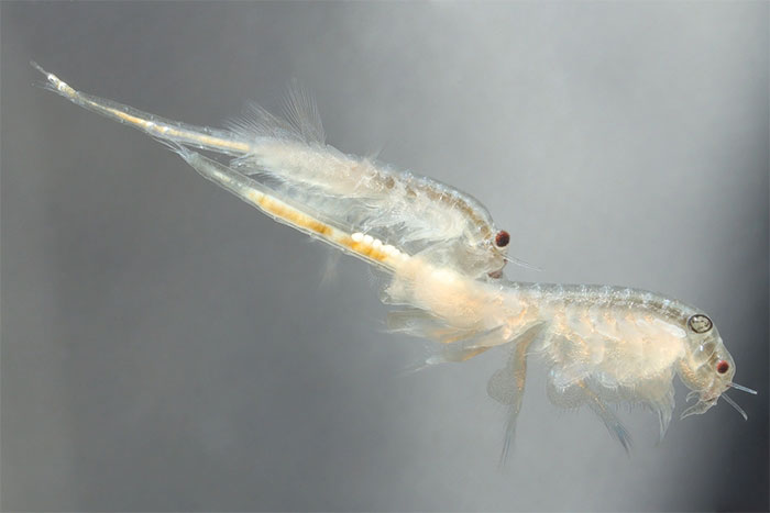 Artemia Salina: Sinh vật có thể tồn tại tới 10.000 năm