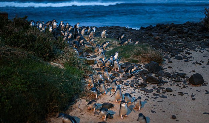 Australia di dời người dân để nhường chỗ ở cho chim cánh cụt tí hon