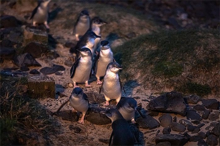 Australia di dời người dân để nhường chỗ ở cho chim cánh cụt tí hon