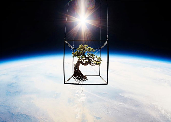 Azuma Makoto - Người tiên phong trong dự án đưa cây ra ngoài vũ trụ