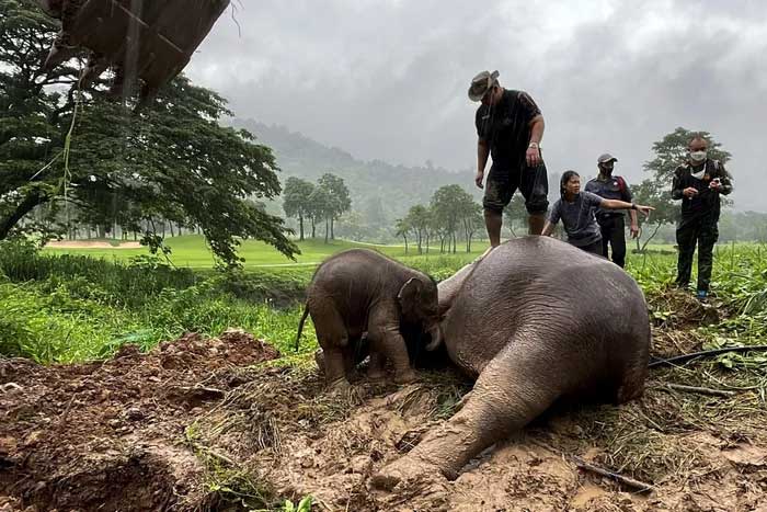 Ba giờ chạy đua giải cứu voi mẹ và voi con mắc kẹt dưới cống