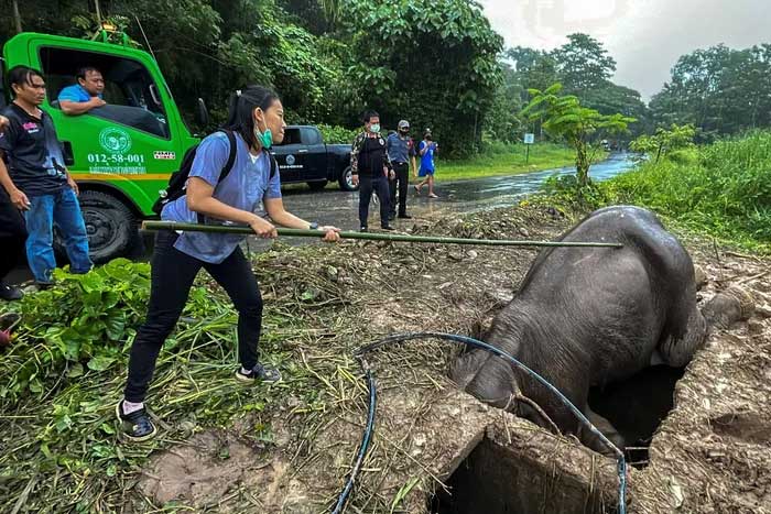 Ba giờ chạy đua giải cứu voi mẹ và voi con mắc kẹt dưới cống