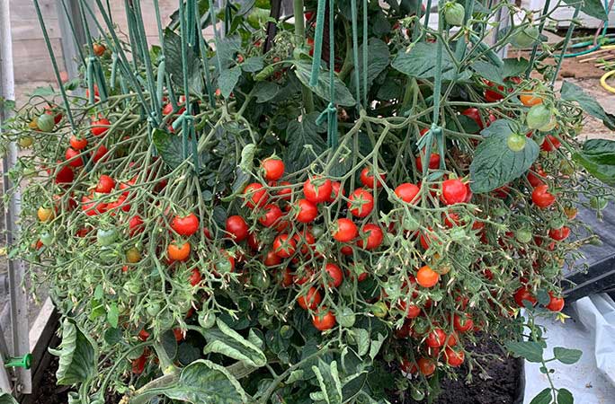 Bậc thầy tạo quả trồng cây cà chua cho ra hơn nghìn quả