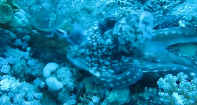 Bạch tuộc phát hiện dải băng lốm đốm dưới rặng san hô, cuộc chiến căng thẳng sẽ kết thúc ra sao?