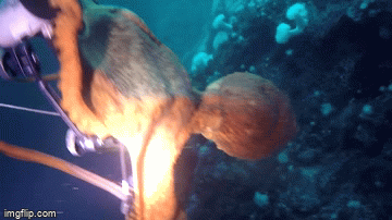 Bạch tuộc siết cổ thợ lặn ở độ sâu 12m dưới nước