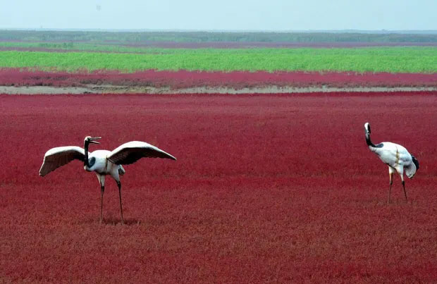 Bãi biển độc đáo ở Trung Quốc: Bình thường trong xanh nhưng đến mùa thu chuyển màu đỏ sặc sỡ đẹp mê hồn