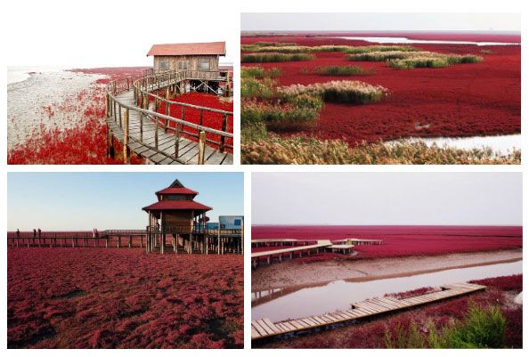 Bãi biển độc đáo ở Trung Quốc: Bình thường trong xanh nhưng đến mùa thu chuyển màu đỏ sặc sỡ đẹp mê hồn