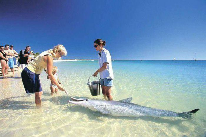 Bãi biển duy nhất trên thế giới có cá heo ghé thăm hàng ngày