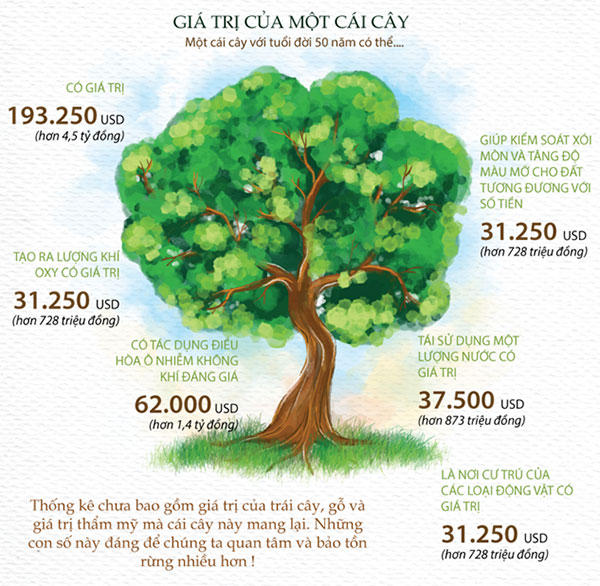Bạn biết gì về giá trị của một cây xanh 50 tuổi?