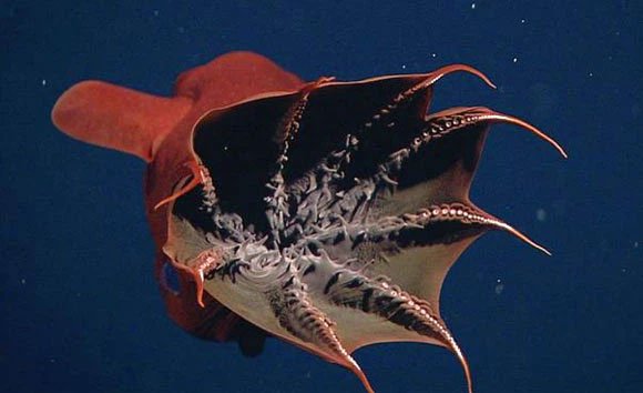 Bạn biết gì về Vampyroteuthis infernalis: Loài ma cà rồng dưới đáy biển sâu?
