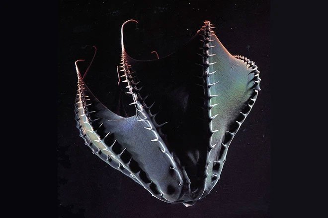 Bạn biết gì về Vampyroteuthis infernalis: Loài ma cà rồng dưới đáy biển sâu?