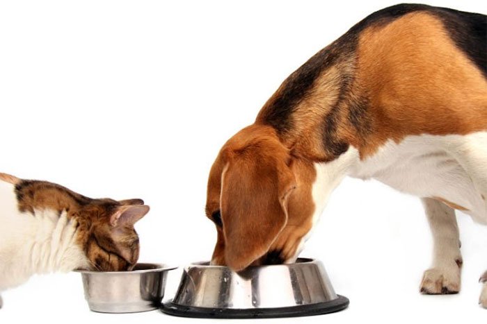 Bạn có thể cho chó ăn thức ăn của mèo hay không?