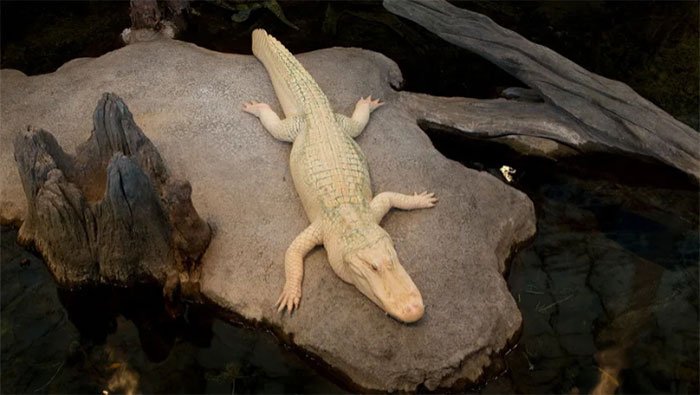 Bạn có thể thoát khỏi cá sấu bằng cách chạy theo đường zigzag không?