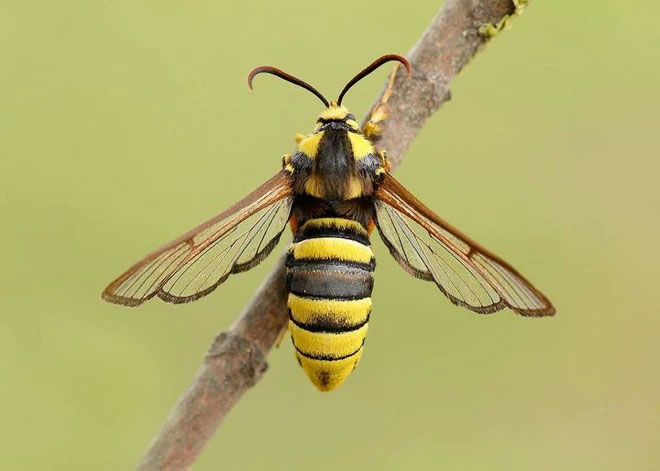 Bạn nghĩ đây là một con ong bắp cày khổng lồ? Ồ không đâu, thực chất đây chỉ là một loài bướm đêm