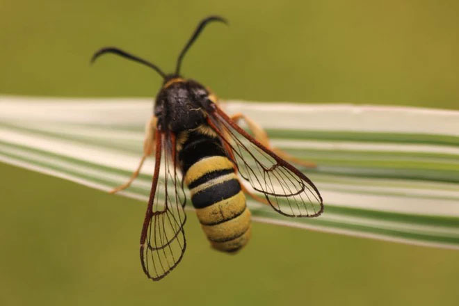 Bạn nghĩ đây là một con ong bắp cày khổng lồ? Ồ không đâu, thực chất đây chỉ là một loài bướm đêm