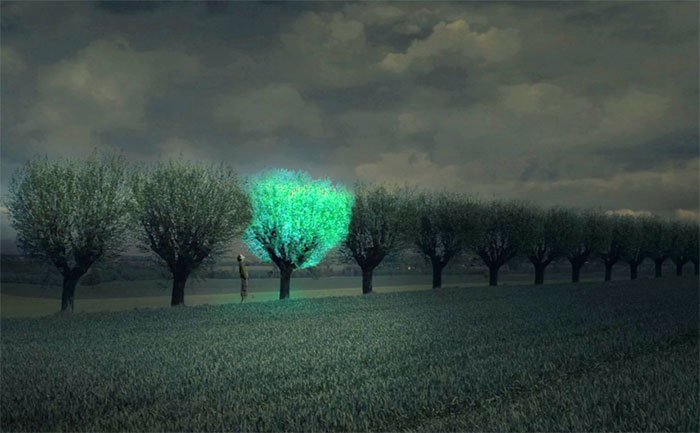 Bạn nghĩ sao về cây xanh phát sáng như đèn đường?