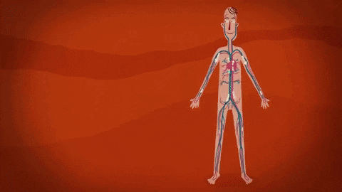 Bằng cách nào để đưa oxy đến tất cả tế bào trong cơ thể?