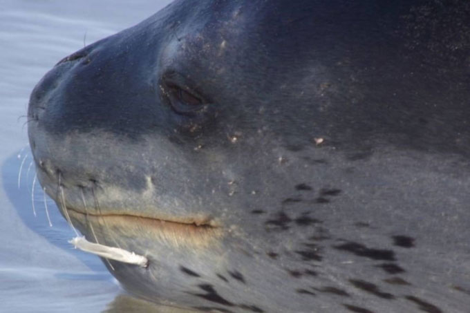 Bằng chứng cho thấy hải cẩu báo ăn thịt cá mập ma