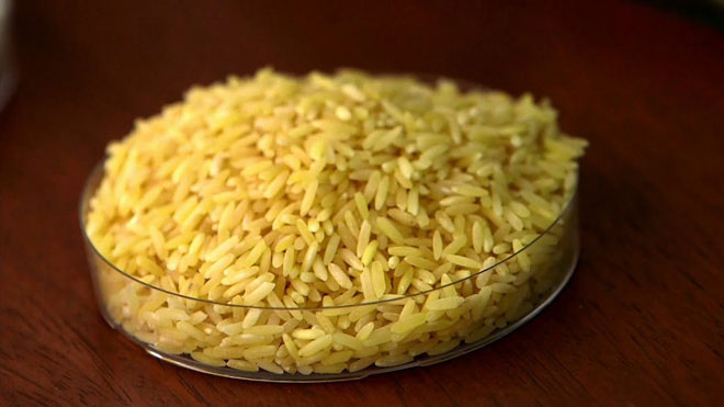 Bangladesh sắp trở thành quốc gia đầu tiên cho phép trồng gạo vàng biến đổi gene