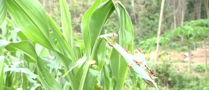 Bão châu chấu tàn phá cây trồng tại huyện vùng cao Thanh Hóa