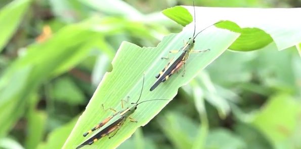 Bão châu chấu tàn phá cây trồng tại huyện vùng cao Thanh Hóa