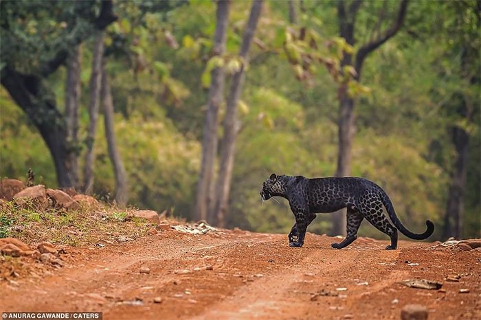 Báo đen cực hiếm bị bắt gặp băng qua đường săn nai ở Ấn Độ