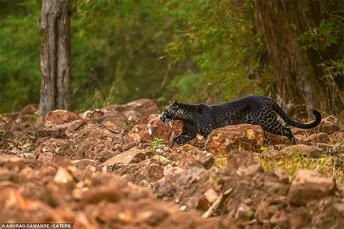 Báo đen cực hiếm bị bắt gặp băng qua đường săn nai ở Ấn Độ