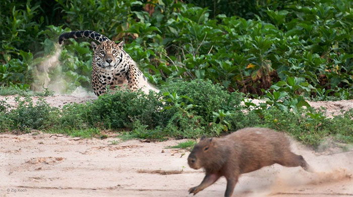 Báo đốm hạ gục loài chuột to nhất thế giới chỉ bằng vài đường cơ bản