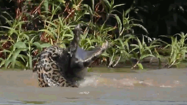 Báo đốm phi thân xuống nước đoạt mạng cá sấu nhanh như chớp