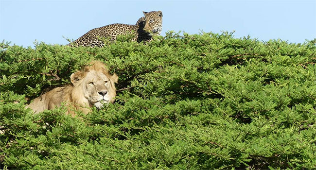 Báo đốm trèo lên ngọn cây để trốn sư tử