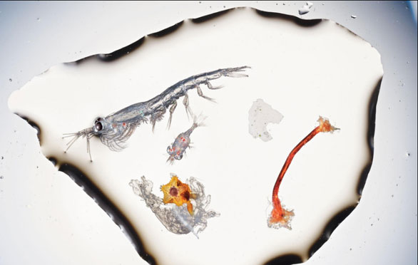 Báo động rác nhựa xuất hiện trong cá con