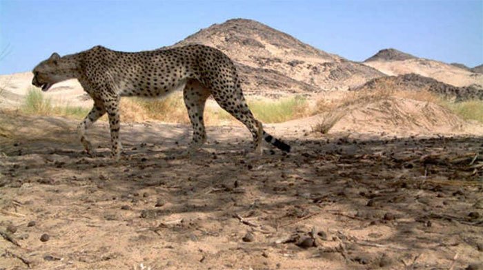Báo săn Sahara lần đầu tiên được phát hiện trong một thập kỷ ở Algeria