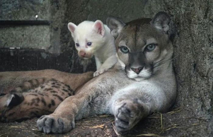 Báo sư tử bạch tạng hiếm có chào đời tại vườn thú ở Nicaragua
