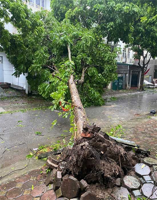 Bão Yagi quét qua Hà Nội làm ba người chết, 2.800 cây đổ