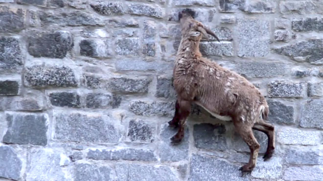 Bất chấp các vấn đề về trọng lực, loài động vật này vẫn có thể leo lên các bức tường thẳng đứng