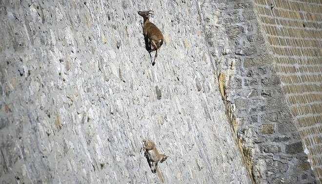 Bất chấp các vấn đề về trọng lực, loài động vật này vẫn có thể leo lên các bức tường thẳng đứng