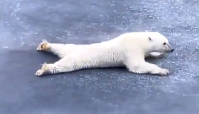 Bật cười với cách gấu Bắc Cực vượt qua lớp băng mỏng
