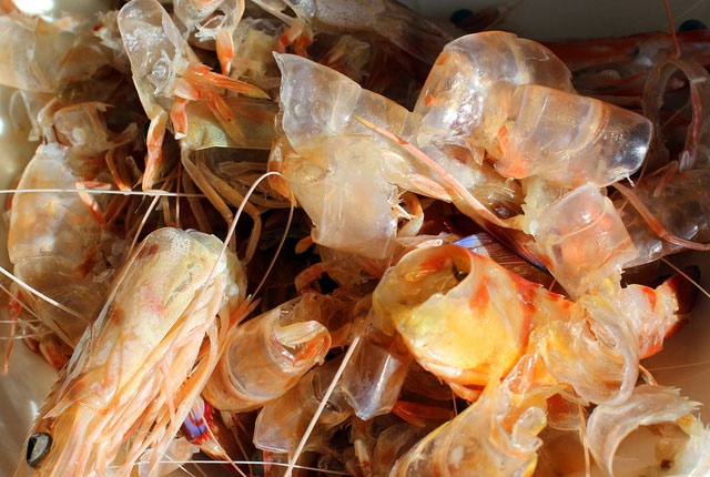 Bất ngờ loại hải sản có thể lấy vỏ làm vũ khí bảo vệ môi trường - Việt Nam đang là vua xuất khẩu