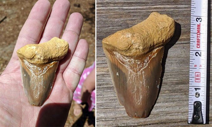 Bất ngờ phát hiện răng hóa thạch Megalodon dài 8cm khi dắt chó đi dạo