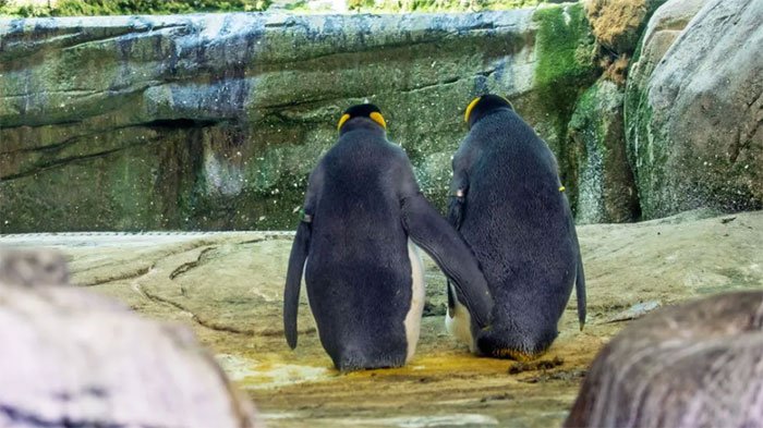 Bất ngờ với cặp đôi chim cánh cụt đồng tính... ấp trứng