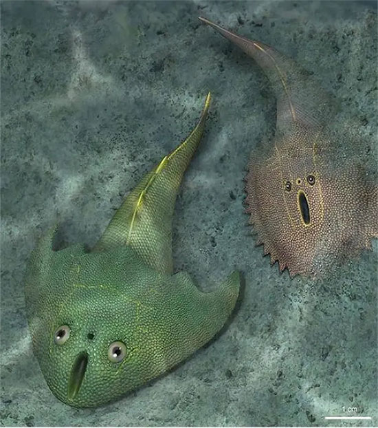 Bất ngờ với hóa thạch cá cổ có hình dáng độc lạ