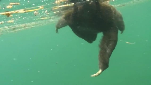 Bất ngờ với loài động vật chậm chạp nhất trên thế giới, nhưng lại có thể bơi cực nhanh