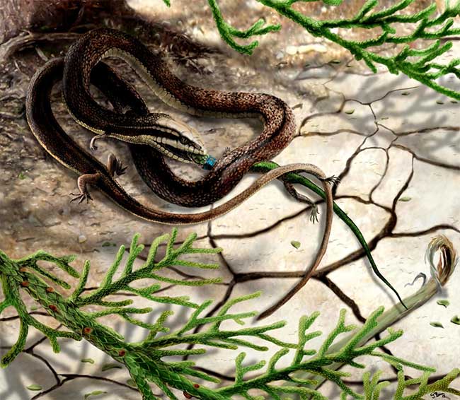 Bất ngờ với loài rắn bốn chân xuất hiện cách đây 110 triệu năm